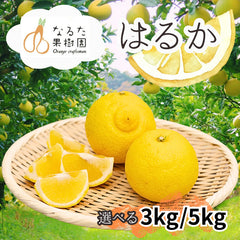 【先行予約商品】新感覚の甘い柑橘 なるた果樹園「はるか」 3kg/5kg【柑橘】3月上旬発送開始
