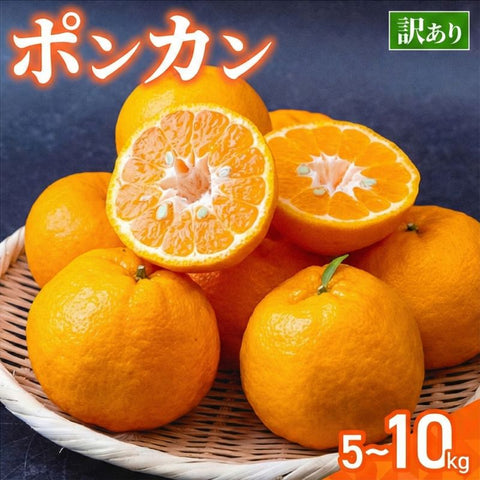 訳あり ポンカン 約5kg / 約10kg サイズ混合【2026年1月中旬から順次発送】