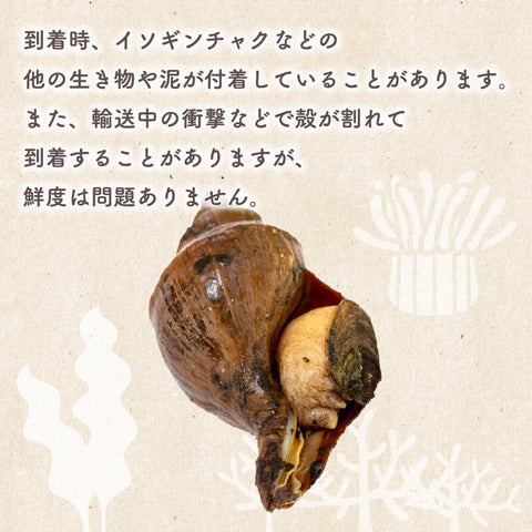 北海道・噴火湾産つぶ貝(タコツブ)生・殻付き1kg Lサイズ/2Lサイズ/3Lサイズ