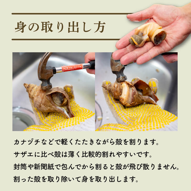 北海道・噴火湾産つぶ貝(タコツブ)生・殻付き1kg Lサイズ/2Lサイズ/3Lサイズ