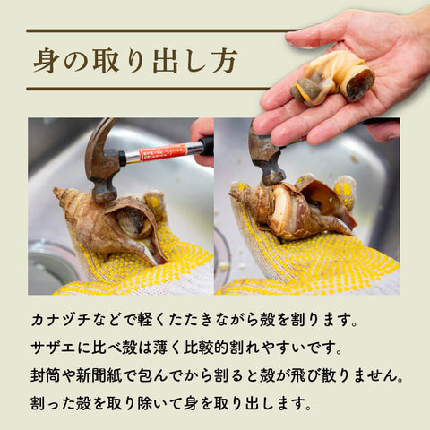 北海道・噴火湾産つぶ貝(タコツブ)生・殻付き1kg Lサイズ/2Lサイズ/3Lサイズ