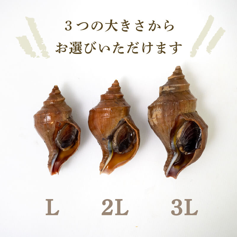 北海道・噴火湾産つぶ貝(タコツブ)生・殻付き1kg Lサイズ/2Lサイズ/3Lサイズ