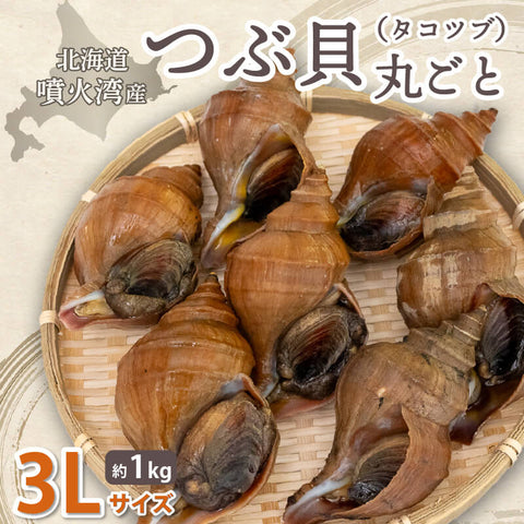 北海道・噴火湾産つぶ貝(タコツブ)生・殻付き1kg Lサイズ/2Lサイズ/3Lサイズ