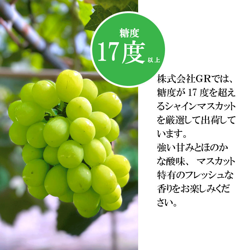 【9月1日以降順次出荷】香川県さぬき市産 シャインマスカット 1房あたり 約600g【GR農園】