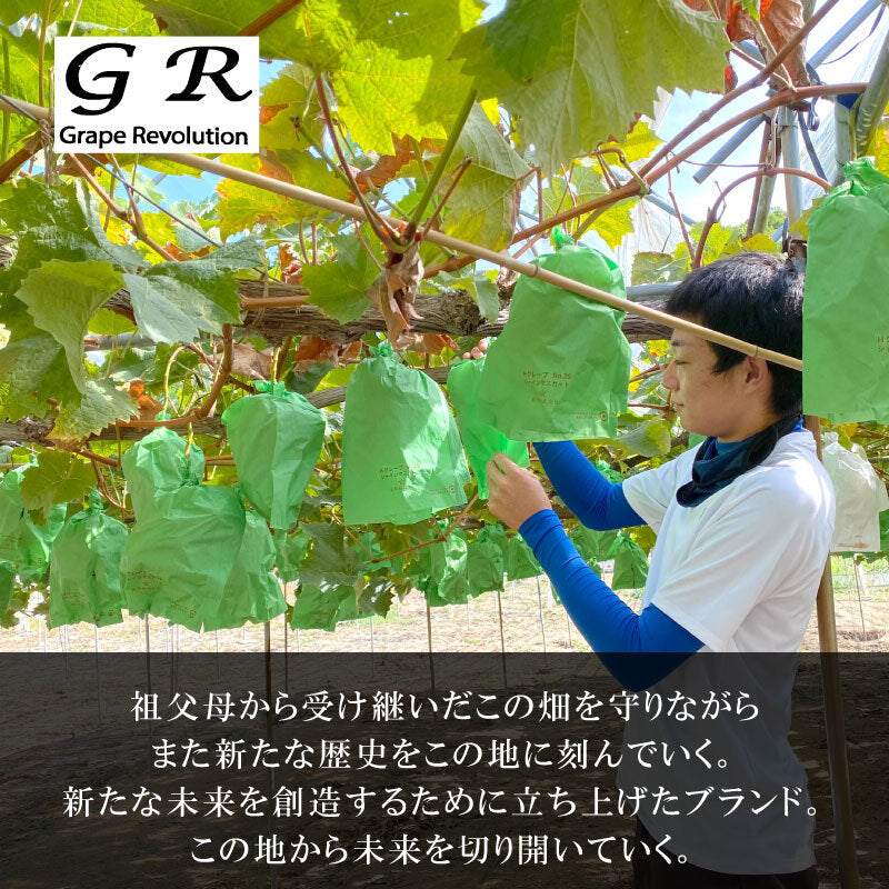 【9月1日以降順次出荷】香川県さぬき市産 シャインマスカット 1房あたり 約600g【GR農園】