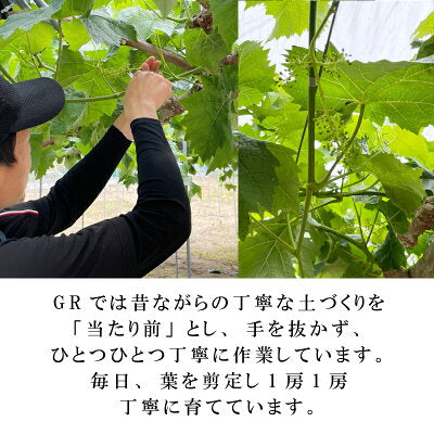 【9月1日以降順次出荷】香川県さぬき市産 シャインマスカット 1房あたり 約600g【GR農園】
