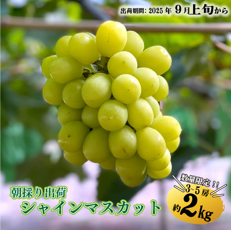 【9月1日以降順次出荷】香川県さぬき市産 シャインマスカット 1房あたり 約600g【GR農園】