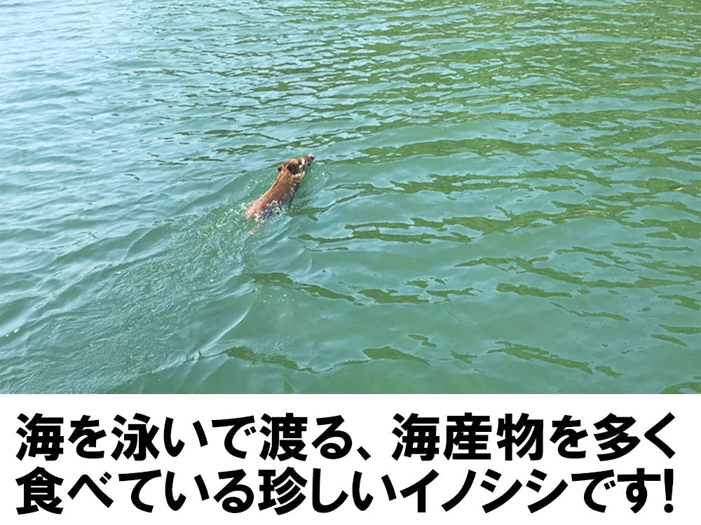 【さっぱり猪肉お徳用 脂少なめ赤身】切落し200g×6パック 計1.2kg