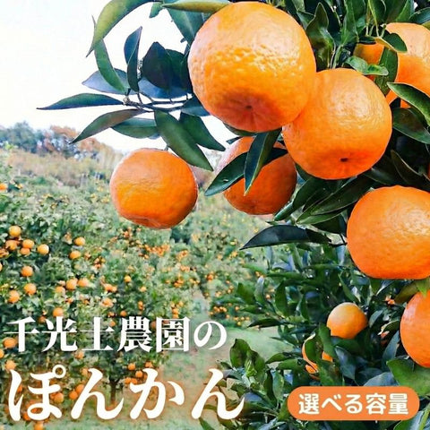 家庭用 高知県産ポンカン サイズ混合 1.7~15kg