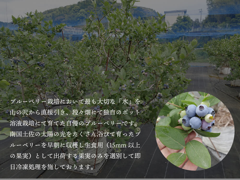 太陽の恵 さんさんブルーベリー (訳あり)冷凍 ブルーベリー2kg