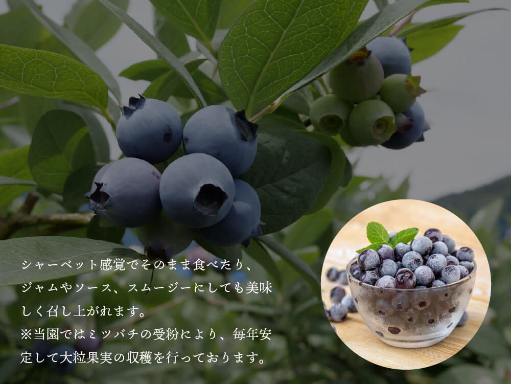 太陽の恵 さんさんブルーベリー (訳あり)冷凍 ブルーベリー3kg