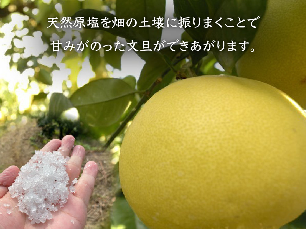 須崎市産・土佐文旦 優品10kg【高知県須崎市・北川果樹園】【柑橘】