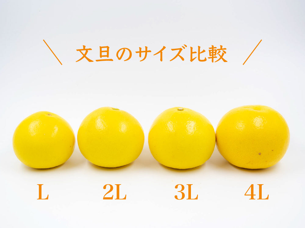 須崎市産・土佐文旦 秀品10kg【高知県須崎市・北川果樹園】【柑橘】