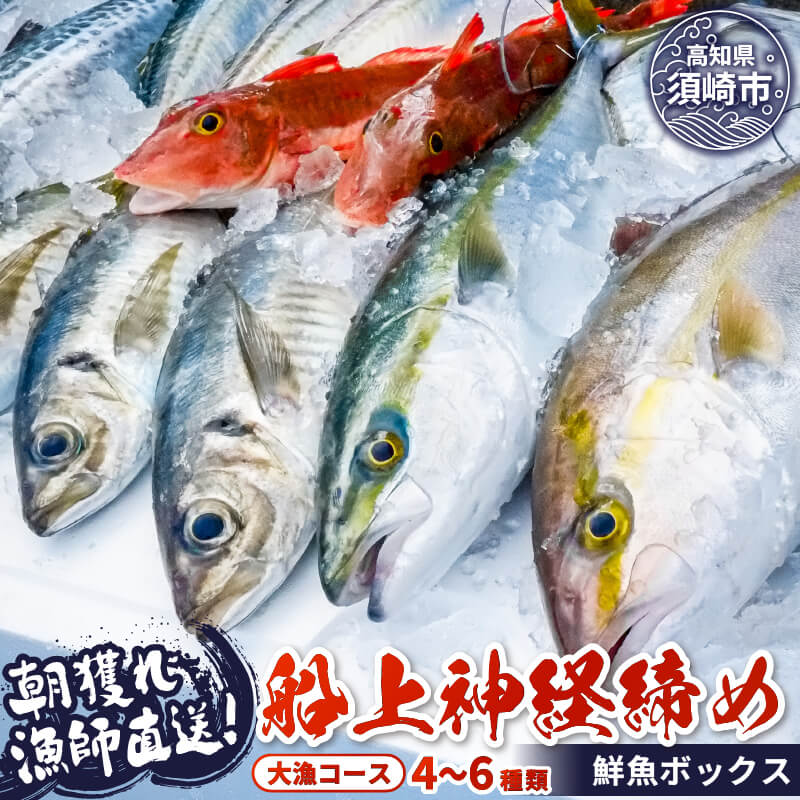 【高知県・須崎産】朝獲れ!船上神経締め鮮魚ボックス 魚種 4〜6種(大容量)【九石大敷組合】【日付指定不可】