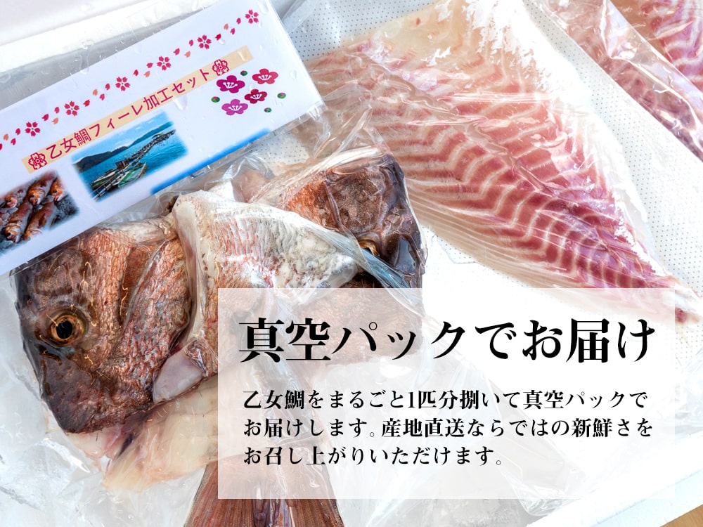 乙女鯛(おとめだい)1尾分 お刺身用柵 アラ付き【鮮魚】