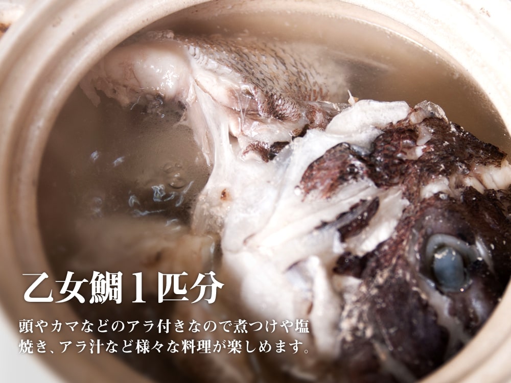 乙女鯛 1匹丸ごと【鮮魚】