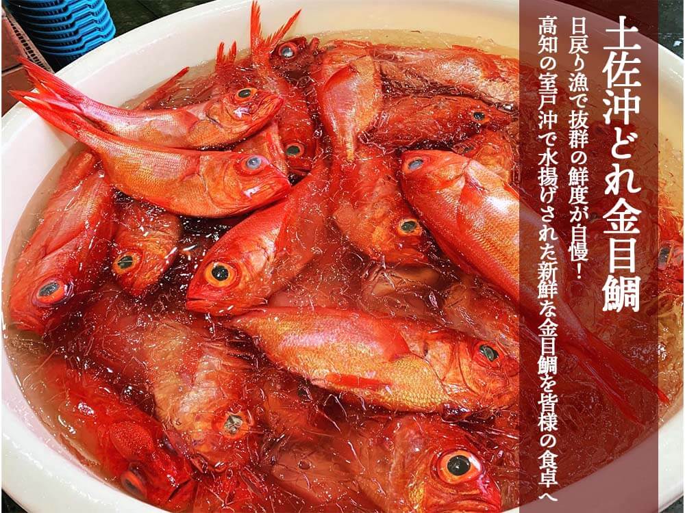 土佐沖どれ金目鯛【お届け不可地域あり】【お届け日時指定不可】【鮮魚】