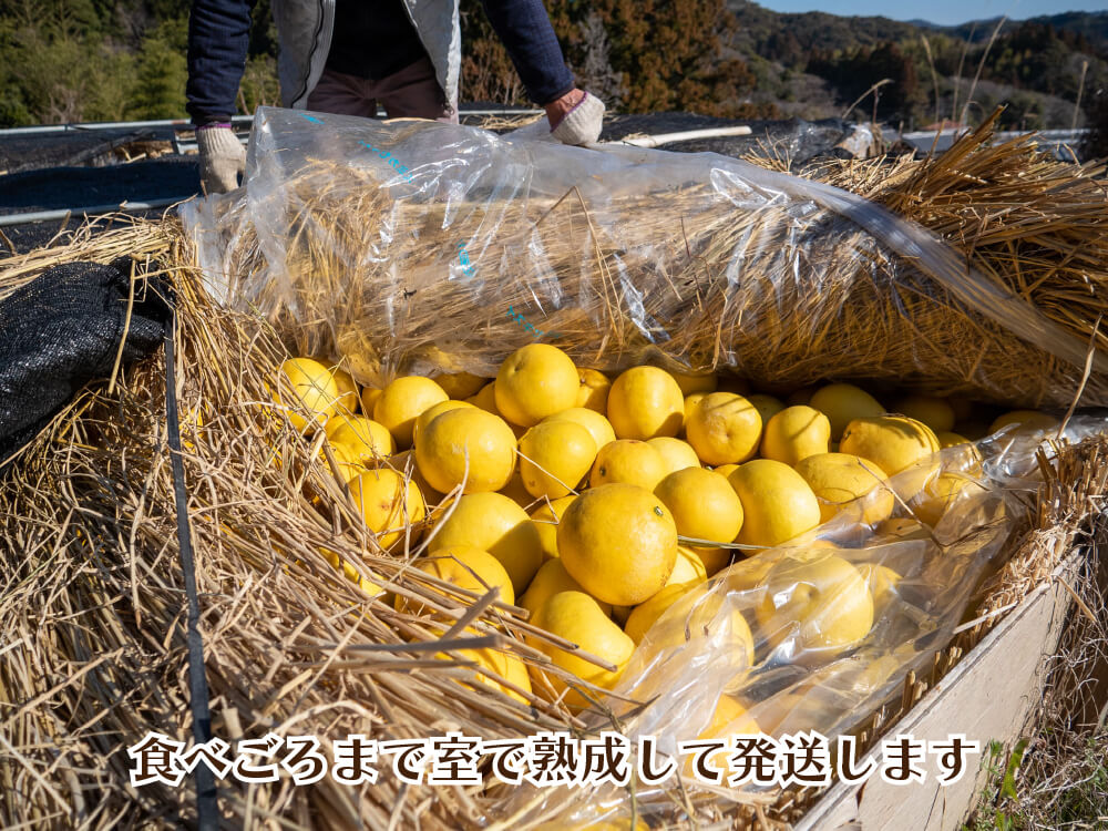 【予約・2月より順次出荷】土佐文旦10kg 訳あり【高知県須崎市・黒潮農園】【柑橘】