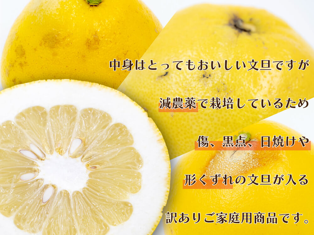 【予約・2月より順次出荷】土佐文旦10kg 訳あり【高知県須崎市・黒潮農園】【柑橘】