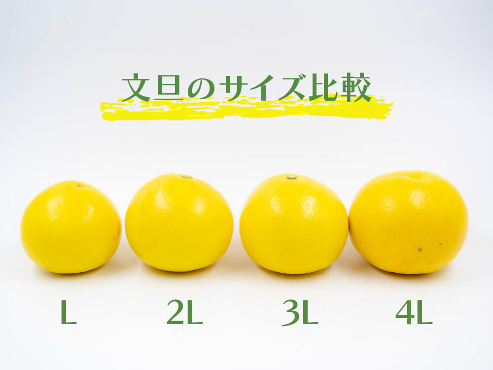 【予約・2月より順次出荷】土佐文旦10kg 訳あり【高知県須崎市・黒潮農園】【柑橘】