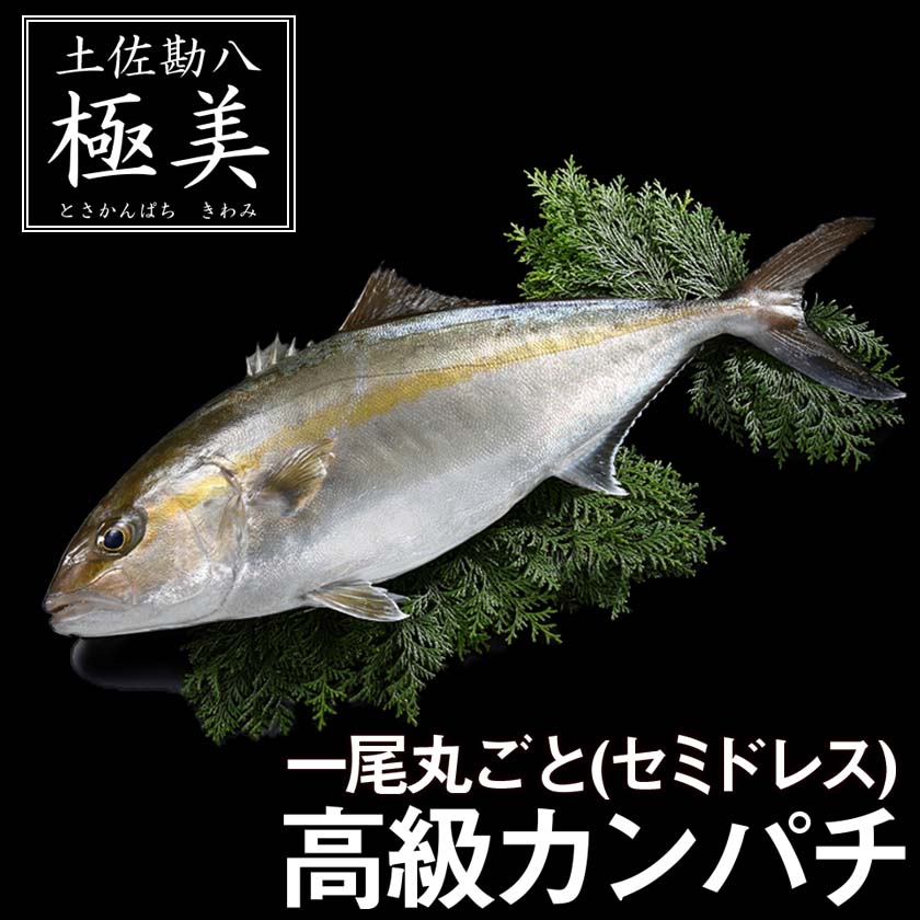高知県産カンパチ 土佐勘八“極美”(きわみ) 1尾まるごとお届け!【鮮魚】【カンパチ】