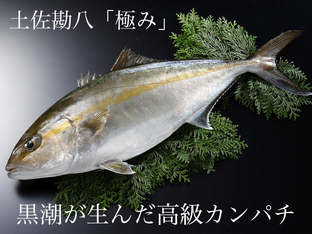 高知県産カンパチ 土佐勘八“極美”(きわみ) お刺身用 半身セット 醤油付【鮮魚】【カンパチ】