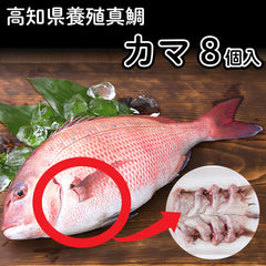 高知県産真鯛 カマ 8ケ入り