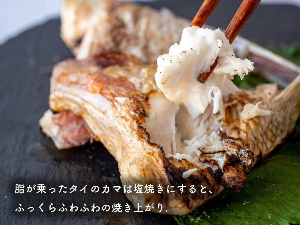 高知県産真鯛 カマ 8ケ入り