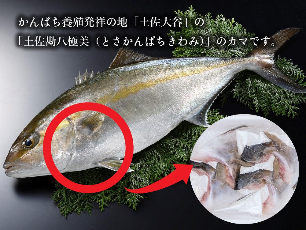 土佐勘八極美 カマ 4ケ入り【カンパチ】