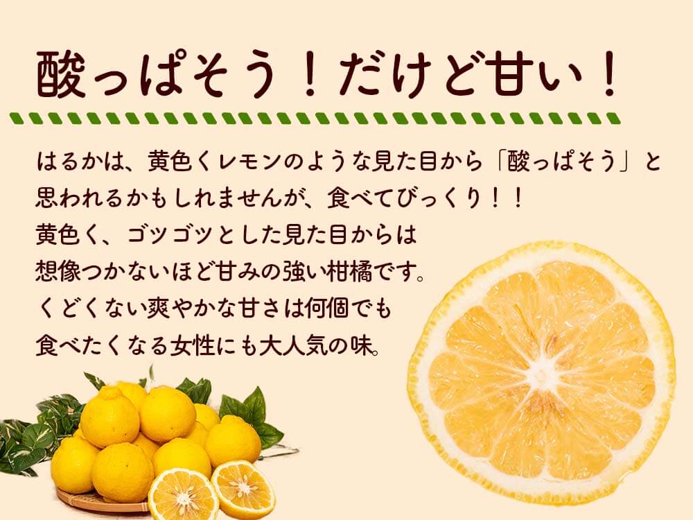 【今季終了】新感覚の甘い柑橘 なるた果樹園「はるか」 3kg【柑橘】