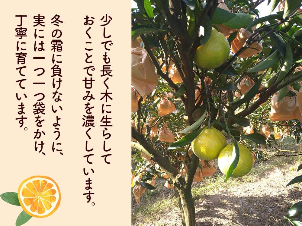 【今季終了】新感覚の甘い柑橘 なるた果樹園「はるか」 3kg【柑橘】