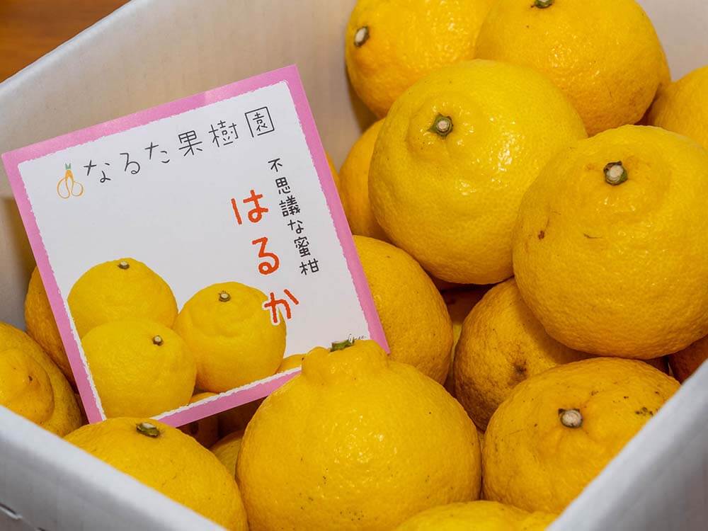 【今季終了】新感覚の甘い柑橘 なるた果樹園「はるか」 3kg【柑橘】