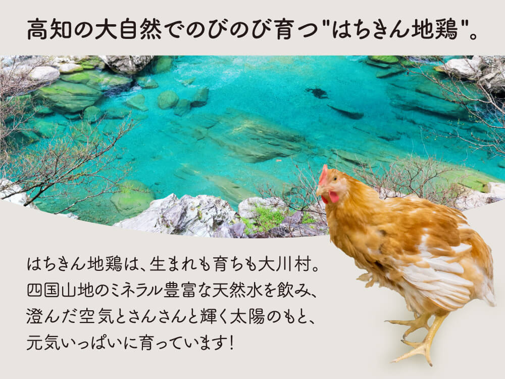 土佐はちきん地鶏カレーセット4種(8人前)【お届け日指定不可】