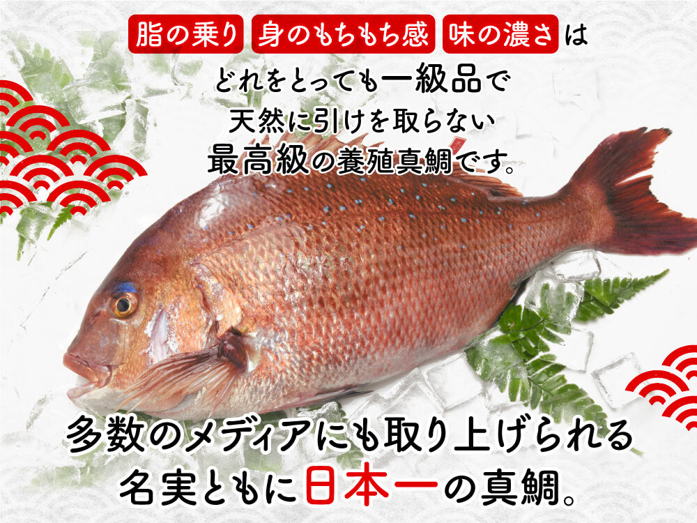愛媛県宇和島の養殖マダイ「鯛一郎クン」お刺身用【鮮魚】
