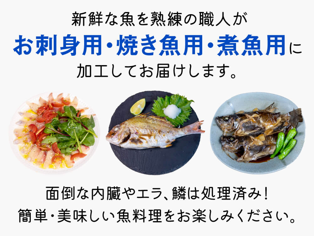 【嶋矢水産厳選】季節のお勧め鮮魚BOX(約4人前)【下処理済み】【鮮魚】