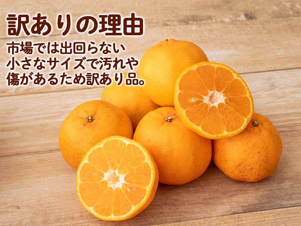 【2月初旬より順次出荷】甘くておいしい有機ポンカン 訳あり5kg【高知県須崎市・田條園】【柑橘】