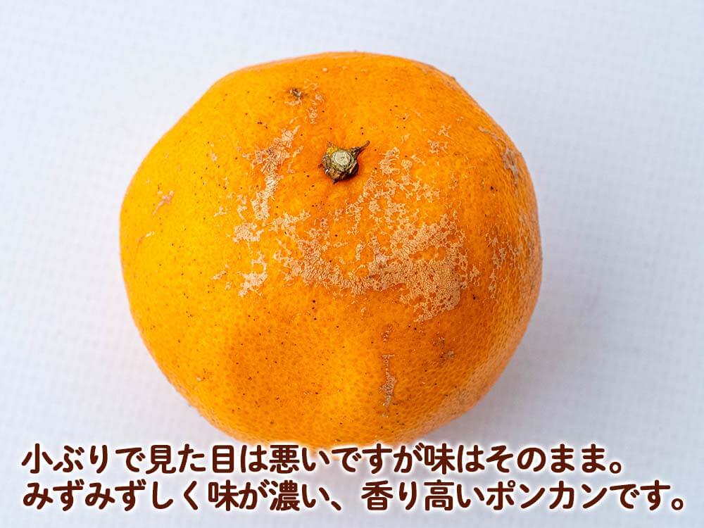 【2月初旬より順次出荷】甘くておいしい有機ポンカン 訳あり5kg【高知県須崎市・田條園】【柑橘】