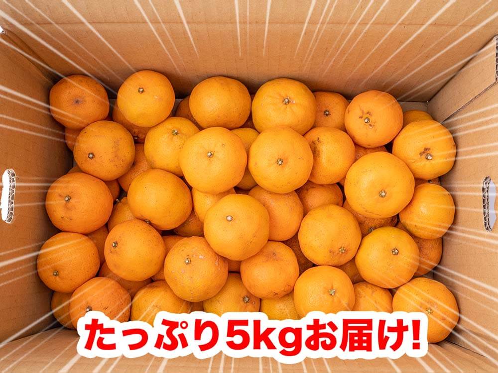 【2月初旬より順次出荷】甘くておいしい有機ポンカン 訳あり5kg【高知県須崎市・田條園】【柑橘】