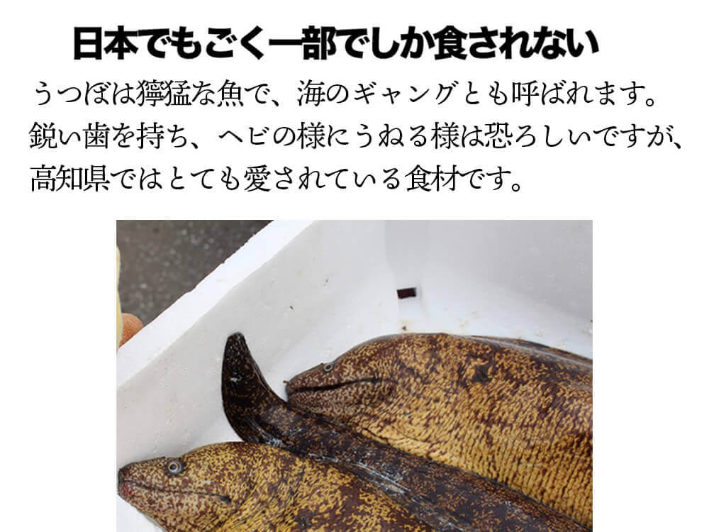 【おうち時間応援】鰹のたたき+土佐珍味セット【カツオ】