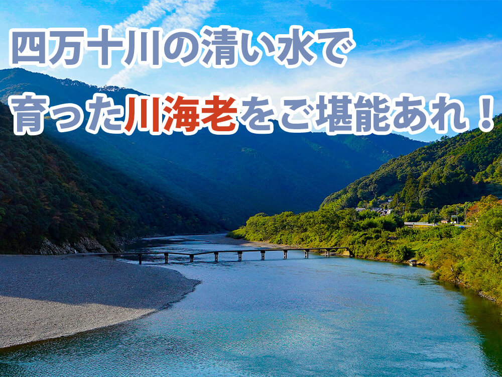 【希少】“最後の清流”四万十川で育った 天然川海老 200g