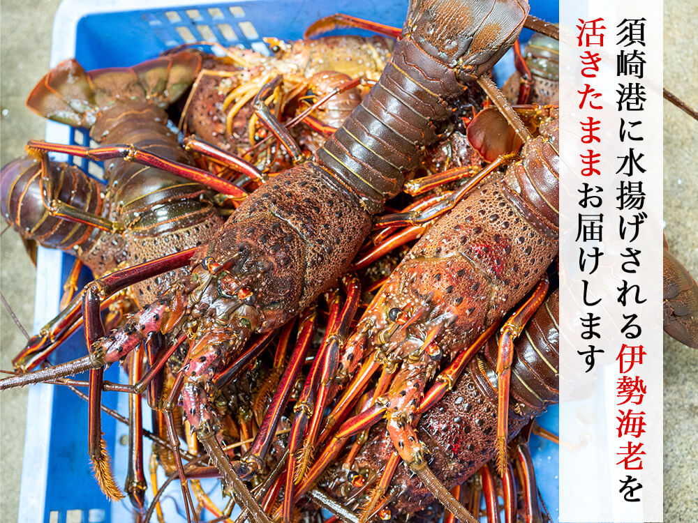職人吉岡の活き伊勢海老 1〜3尾で合計550〜650g【お届け不可地域あり】