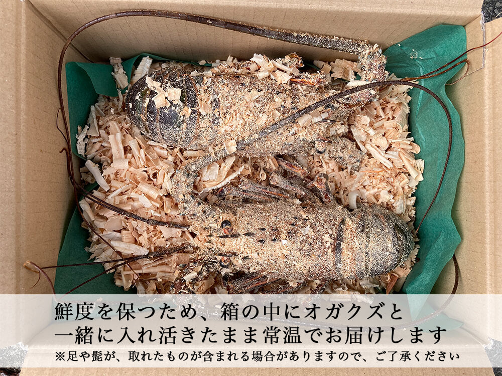 職人吉岡の活き伊勢海老 1〜3尾で合計550〜650g【お届け不可地域あり】