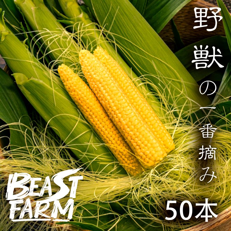 【期間限定・8/16より出荷】高知県・須崎産ヤングコーン 「野獣の一番摘み」