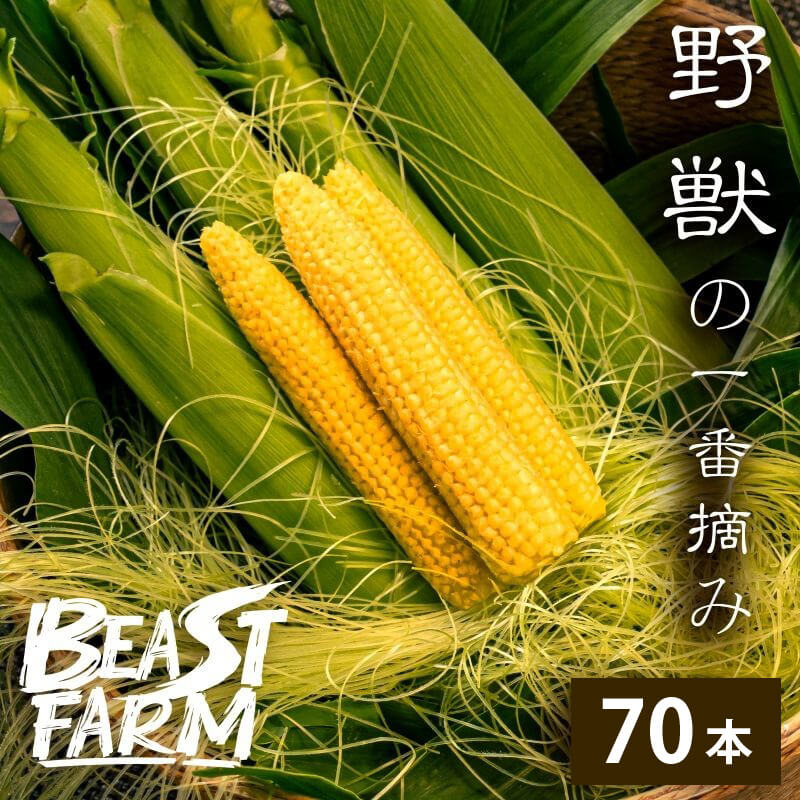 【期間限定・8/16より出荷】高知県・須崎産ヤングコーン 「野獣の一番摘み」