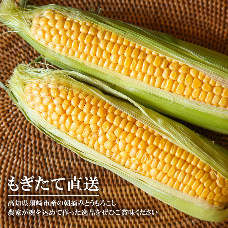 【限定 8/30より出荷】高知県・須崎産とうもろこし 「野獣の一撃」
