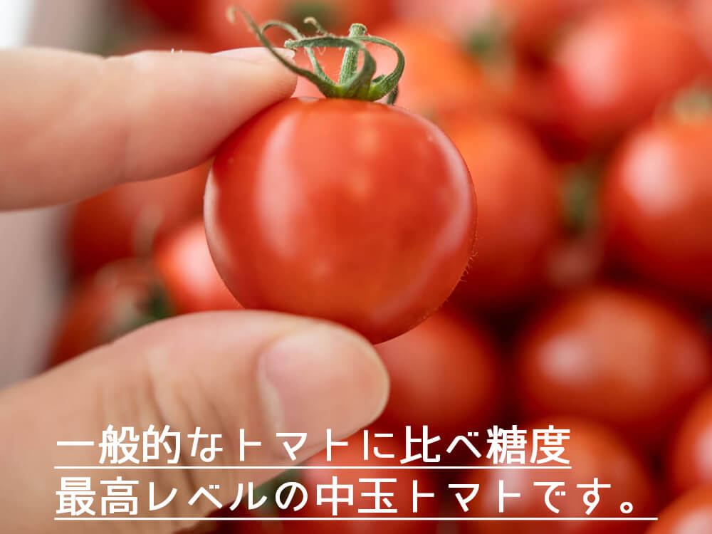 とまっくまのフルティカ トマト1kg【お届け日指定不可】