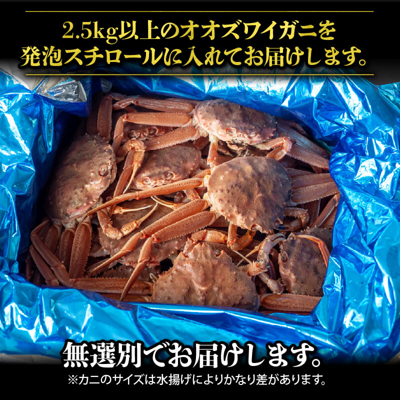 【販売再開!】オオズワイガニ 無選別品 生でお届け! 【お届け日指定不可】