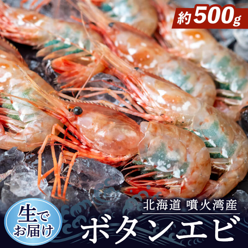 【生でお届け!】北海道・噴火湾産 ボタンエビ 500g〜3kg