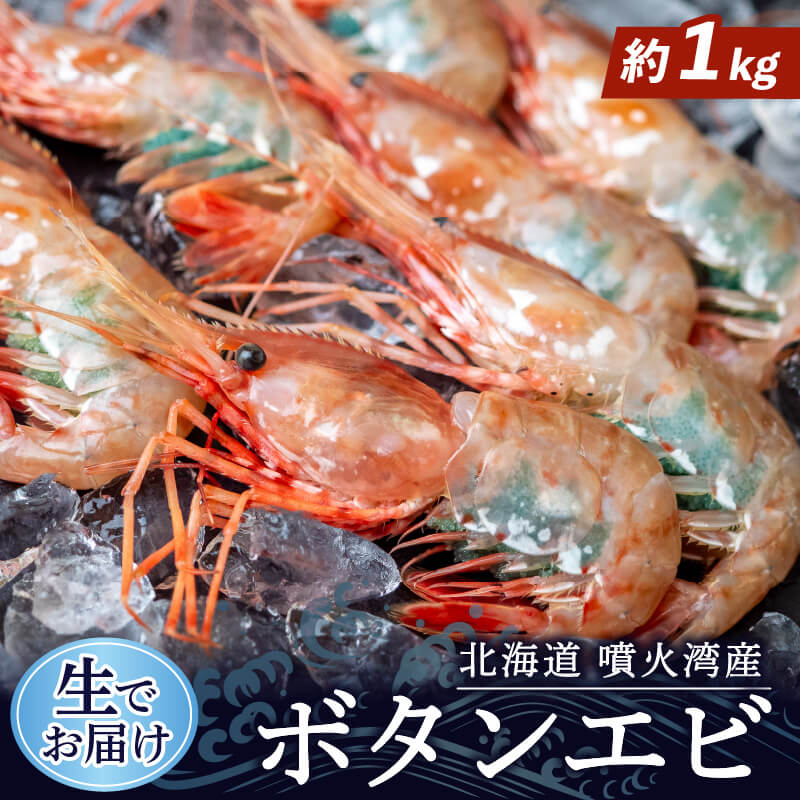 【生でお届け!】北海道・噴火湾産 ボタンエビ 500g〜3kg