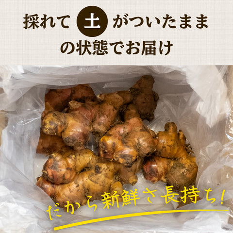 高知県産しょうが 「金時生姜」 1kg